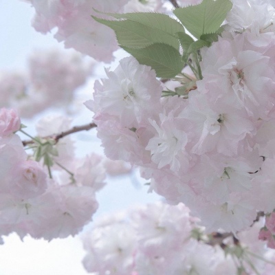 冕宁福瑞交流群